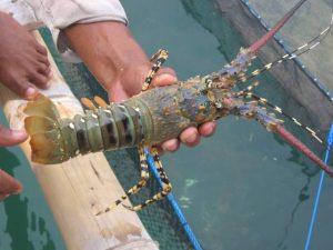 Indonesian Lobster, Gold Mine or Tough Challenge?