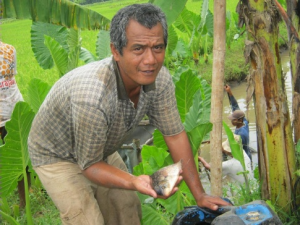 Eggs to Consumption Size, Gourami Sells Well