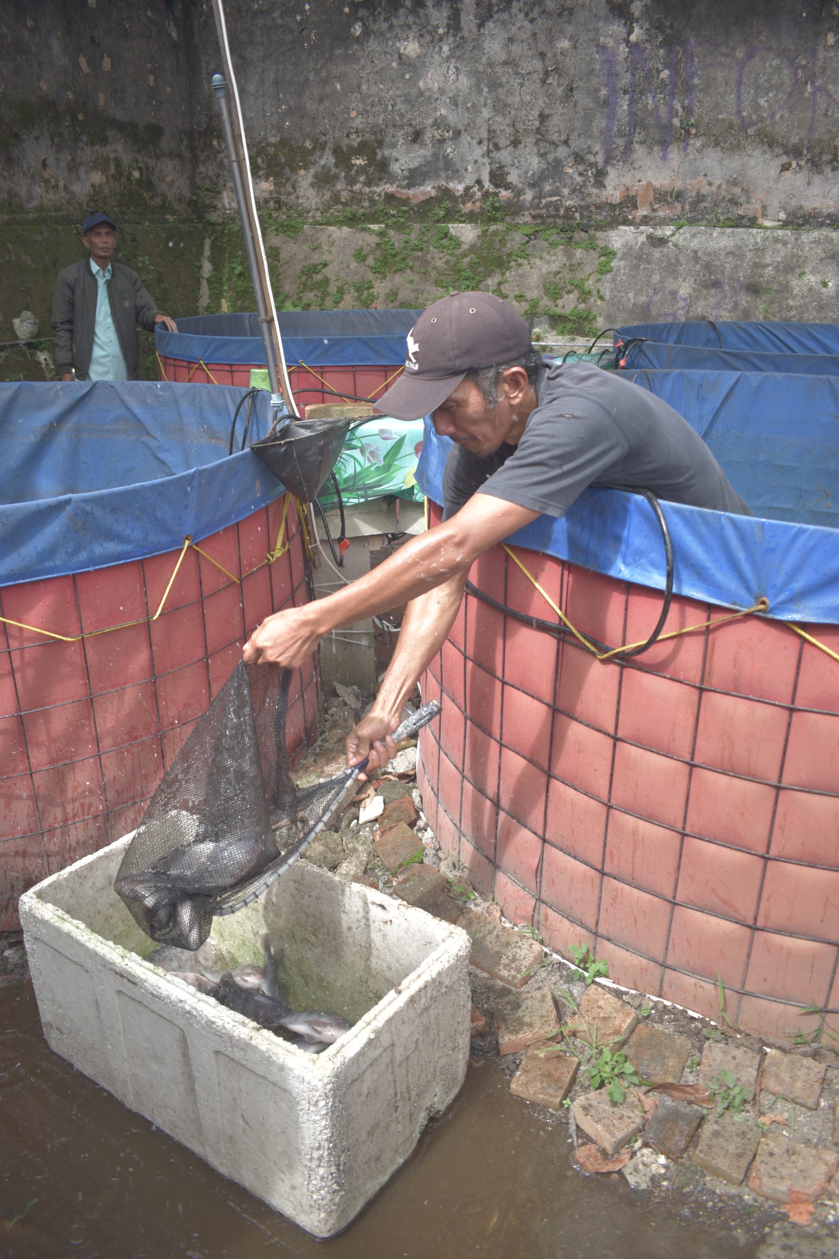 Sipanen Biofloc Tilapia Without Molasses