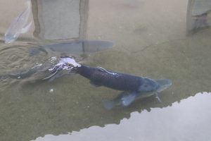 Great Opportunity for Torsoro Fish Culture