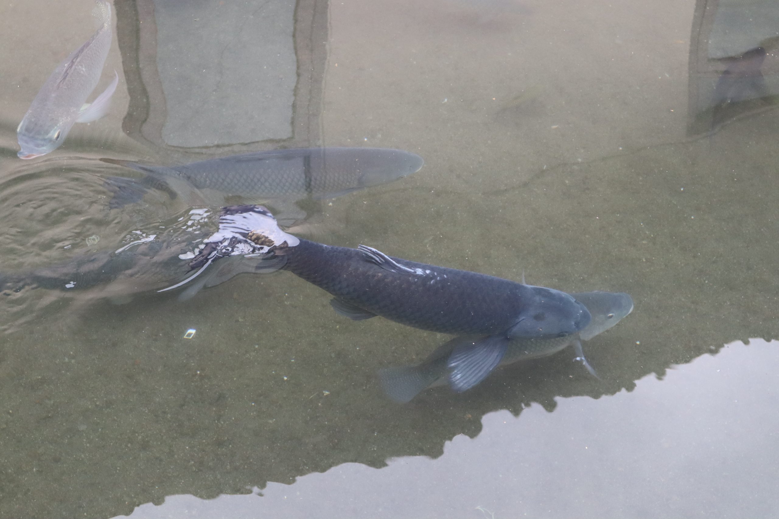 Great Opportunity for Torsoro Fish Culture