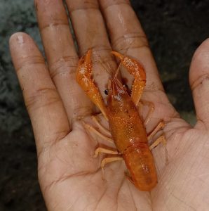 The Secret to Lobster Types for Hobbyists