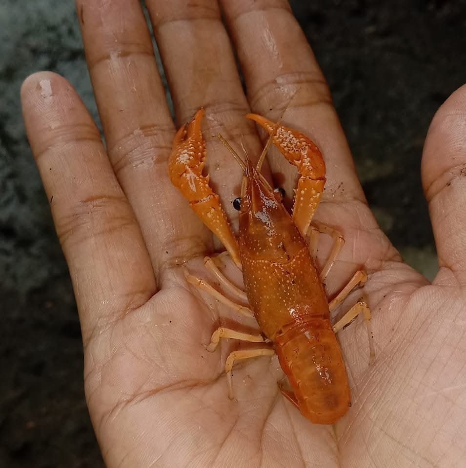 The Secret to Lobster Types for Hobbyists
