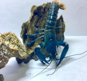  Charm of Dusty Crayfish, Papua’s Freshwater Lobster