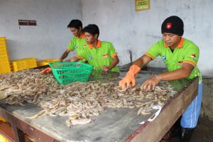 Udang Ekuador dan Indonesia Menukik di Pasar AS