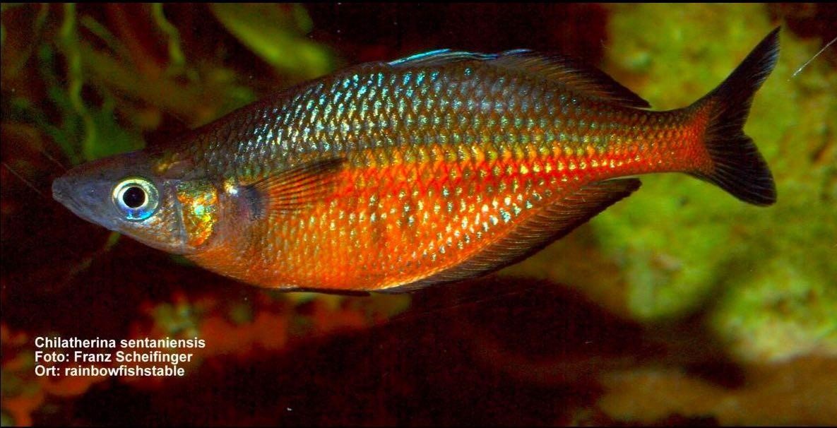 Celebes Rainbowfish Perlu Perhatian   
