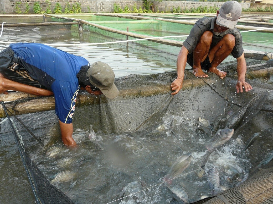 Fillet Nila Danau Ranau Siap Masuk Program MBG   