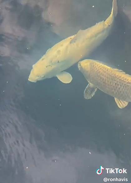 Koi ‘Joe’ Berhasil Pulih dari Stroke   