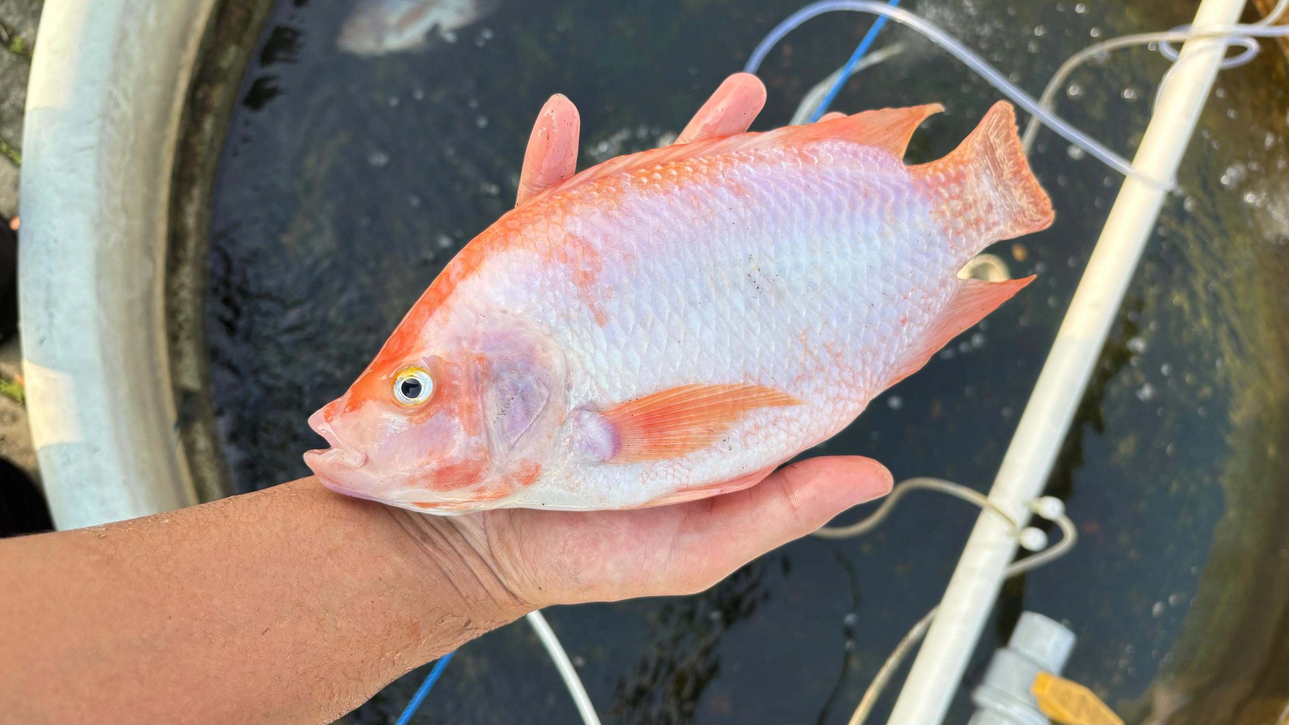 Jalan Hidup di Kolam Nila