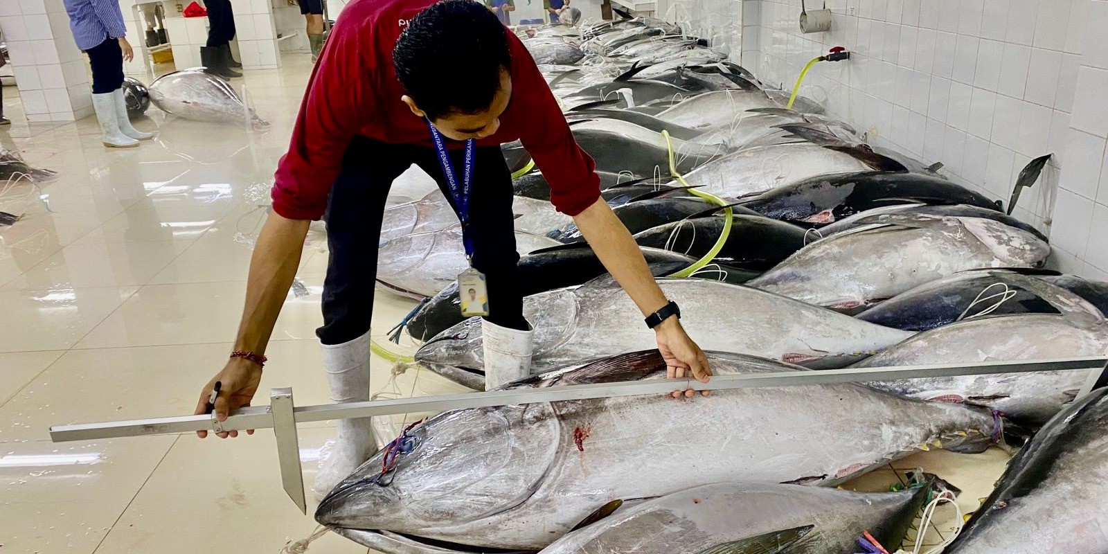 Kuota Tuna (SBT) Masih Jadi PR Besar Indonesia