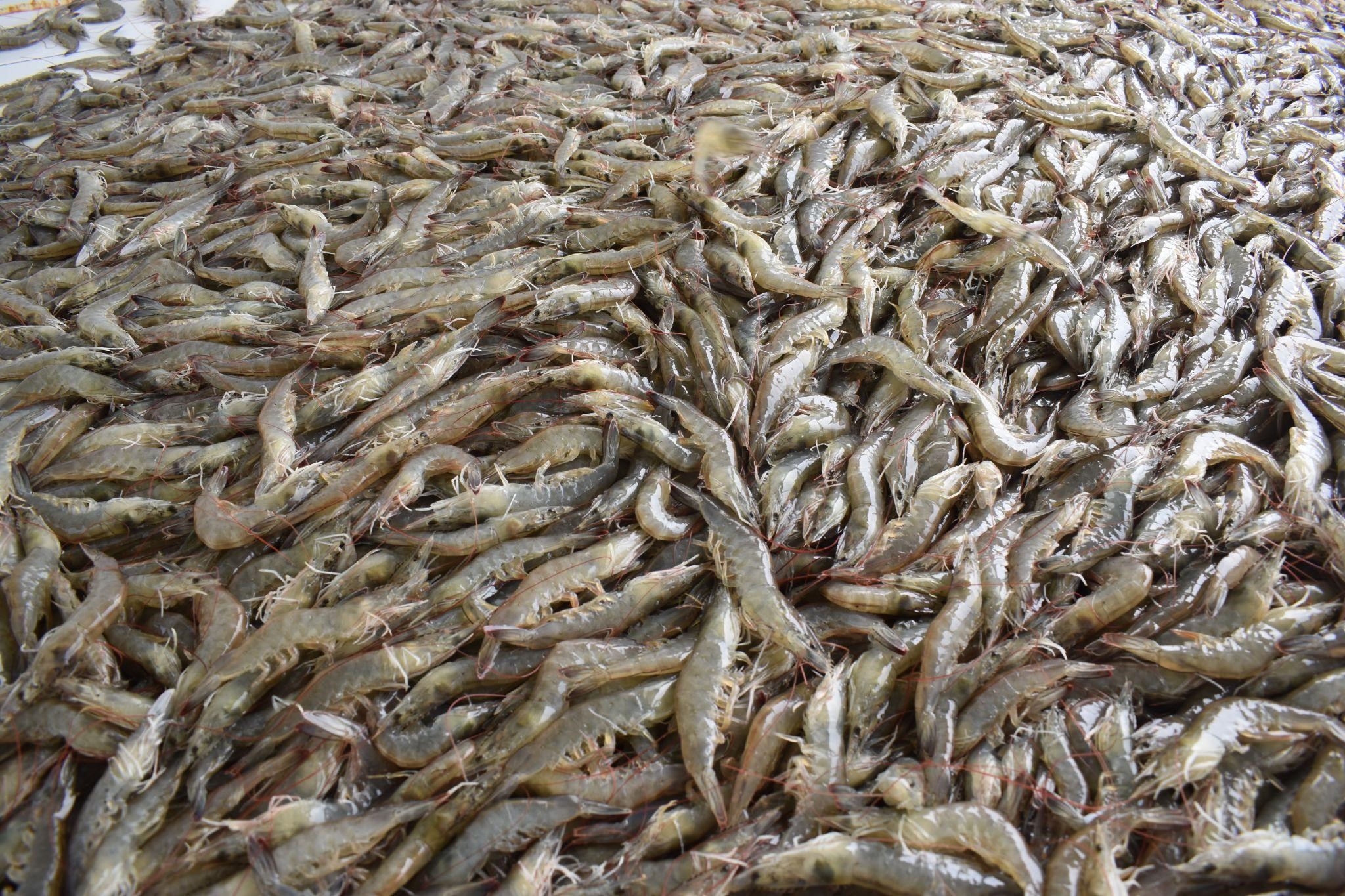 Penolakan FDA terhadap Impor Udang dengan Alasan Antibiotik