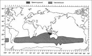 Peta Imigrasi SBT by ASTUIN