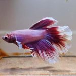 Cupang Halfmoon Stabil Kuasai Pasar Ekspor   