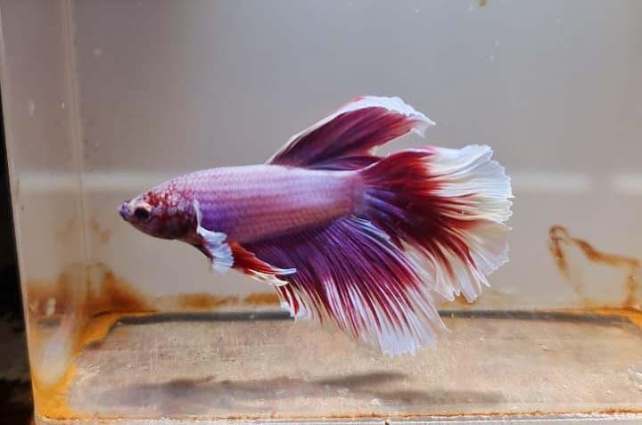 Cupang Halfmoon Stabil Kuasai Pasar Ekspor   