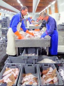 Sistem sortir ikan di pelelangan by dini