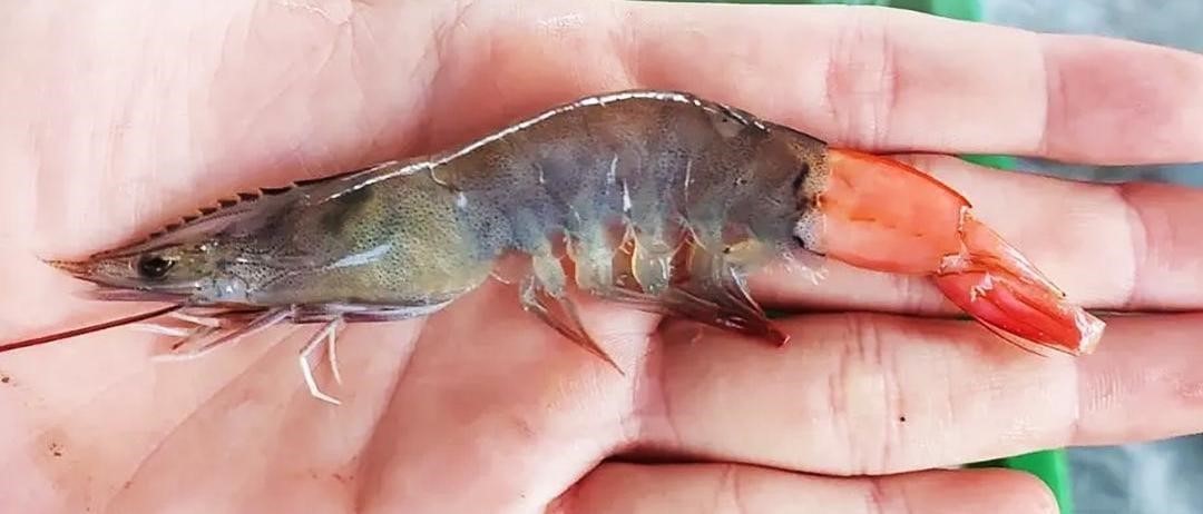 Industri Udang Harus Lebih Tangguh   