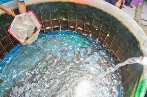 Budidaya ikan gabus by dini