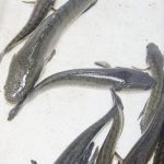 Pasar Gabus Masih Terbuka Lebar