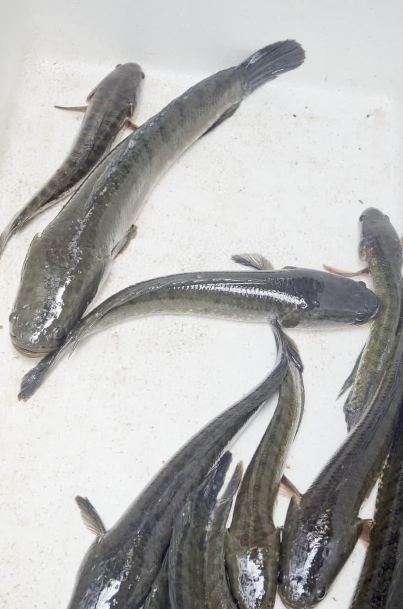 Pasar Gabus Masih Terbuka Lebar