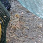 Waspada AHPND Bisa Menular via Udara