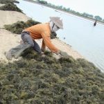 Gracilaria Jabon Butuh Pasar