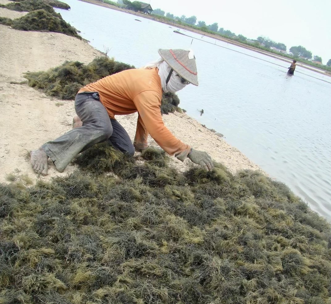 Gracilaria Jabon Butuh Pasar