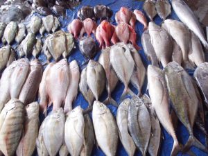 Ikan hasil tangkapan by TROBOS