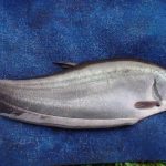 Ikan Lokal Tertinggal di Negeri Sendiri   