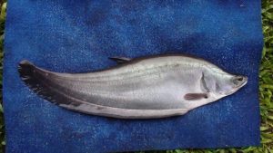 Ikan Lokal Tertinggal di Negeri Sendiri   