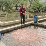 Imbauan Pembudidaya Antisipasi El Nino