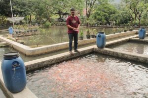 Imbauan Pembudidaya Antisipasi El Nino