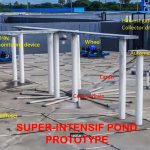 Nyamankan Benur untuk Padat Tebar Tinggi