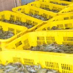 Film Komposit Kitosan/CMC Pertahankan Kualitas Vannamei