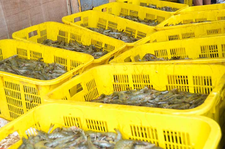 Hasil panen udang dok trobos