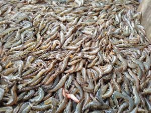 Menjaga kualitas udang sangat penting dok ning denpasar