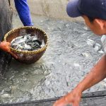 Nila Hitam dari Kediri