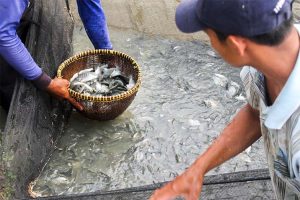 Nila Hitam dari Kediri