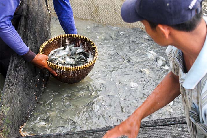 Panen nila by TROBOS