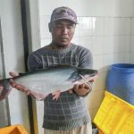 Ketika Dapur MBG Memburu Daging Ikan   