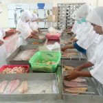 Patin-Lele Siap, Distribusi Belum   